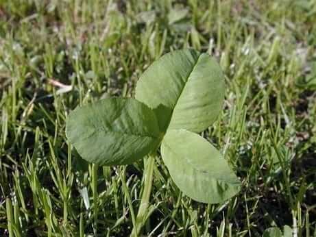 shamrock irish 