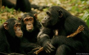 Chimpanzee language discovered, photograph courtesy of Catherine Hobaiter