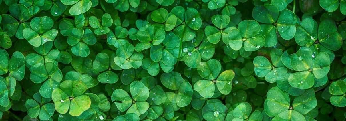 irish Shamrock