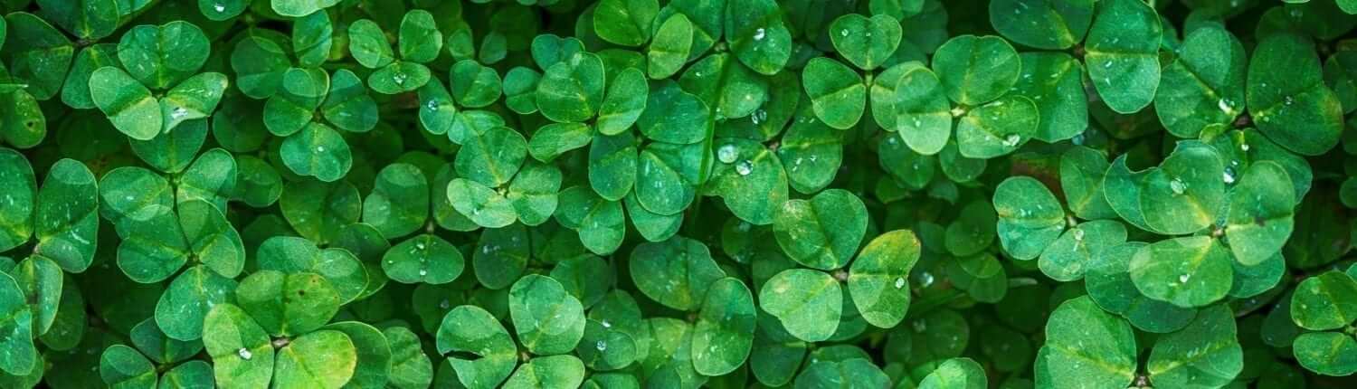 irish Shamrock