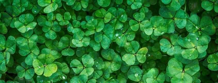 irish Shamrock