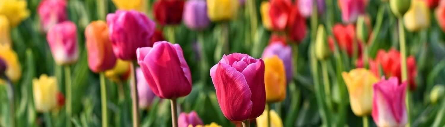 Tulips in Netherlands